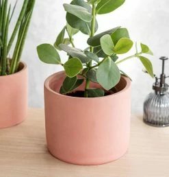 Garden Trading Cement Plant Pot In 18cm